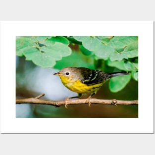 Yellow Warbler, Bird Photography Posters and Art